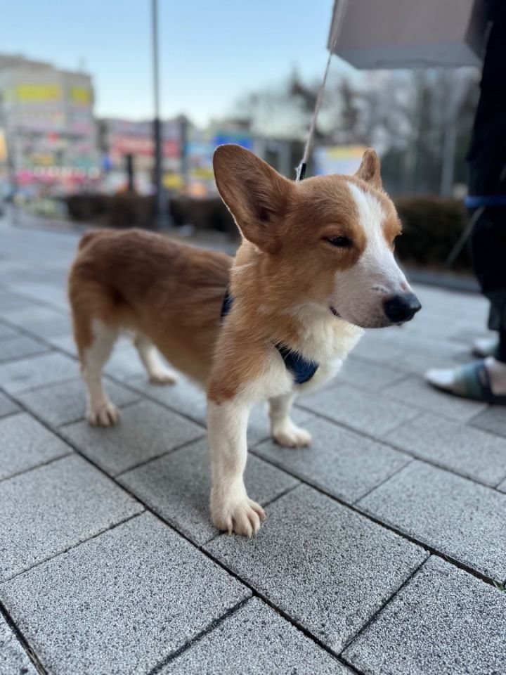 Petfinder corgi hot sale