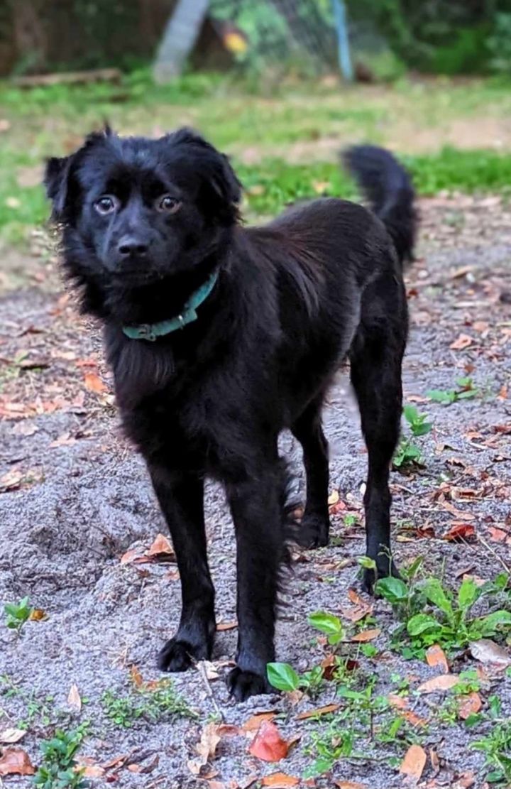 Labrador store pomeranian mix