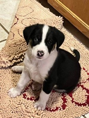 Pet stores that 2024 sell puppies in mn