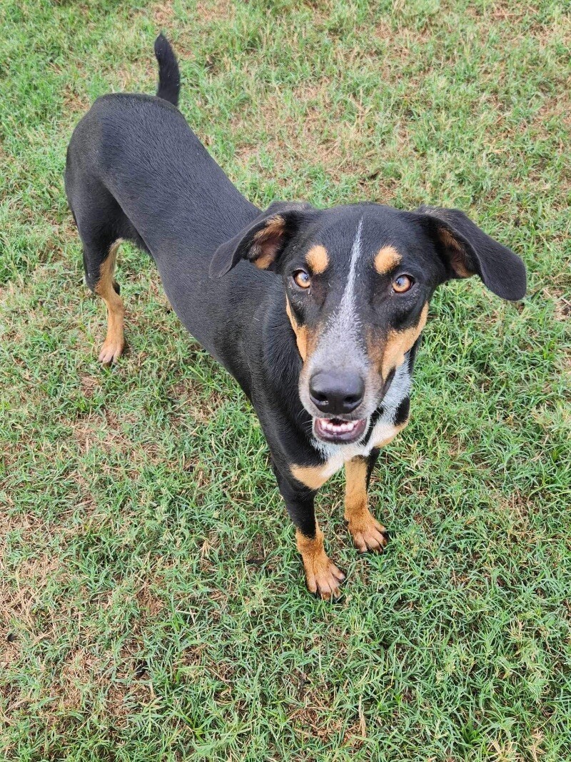 Dog for adoption - Jason Bourne Sweet As Pie, a Doberman Pinscher Mix ...