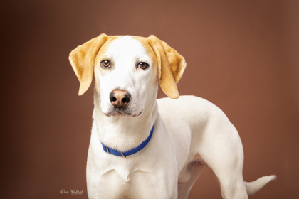 Polar Ice (In Foster), an adoptable Treeing Walker Coonhound, Mixed Breed in Rhinelander, WI, 54501 | Photo Image 1