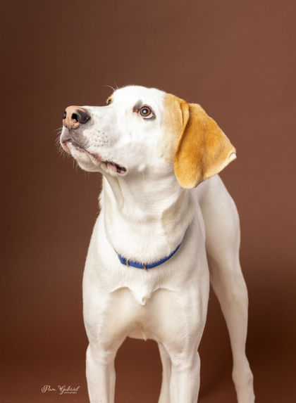 Polar Ice (In Foster), an adoptable Treeing Walker Coonhound, Mixed Breed in Rhinelander, WI, 54501 | Photo Image 2