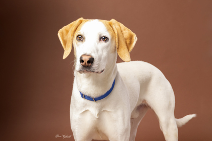 Polar Ice (In Foster), an adoptable Treeing Walker Coonhound, Mixed Breed in Rhinelander, WI, 54501 | Photo Image 3