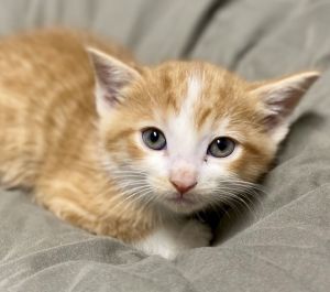 Vigo is a four-five week old kitten who will be ready for his new home in just a couple of
