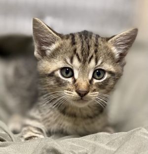 This is Vincent Vincent is a four-five week old kitten that will be ready for his new home in just