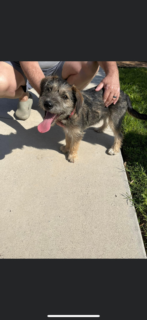 Schnauzer wheaten hot sale terrier mix