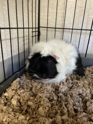 Hook Guinea Pig Small & Furry