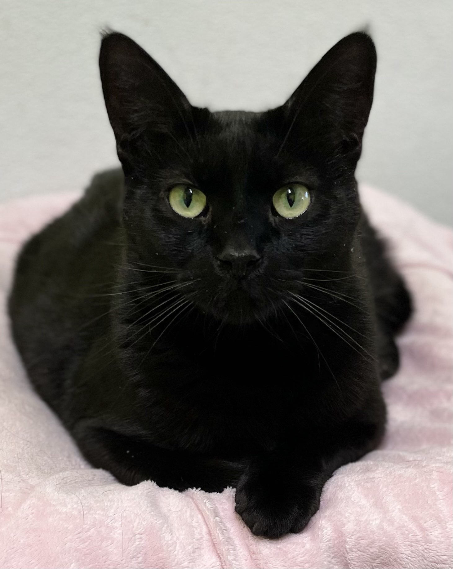 Poppy, an adoptable Domestic Short Hair in Estherville, IA, 51334 | Photo Image 1