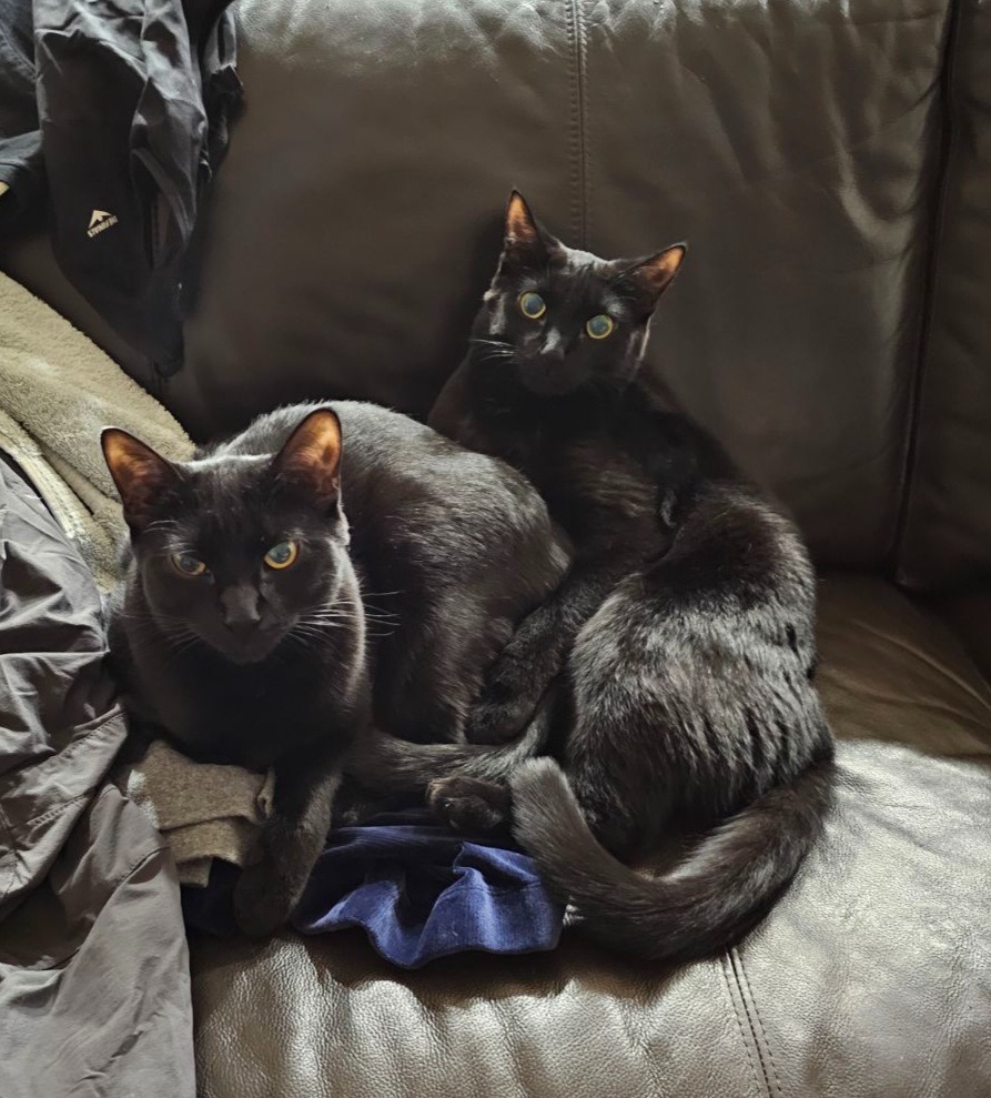 March / Tobie (October), an adoptable Domestic Short Hair in Brainardsville, NY, 12915 | Photo Image 1