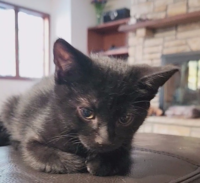 March / Tobie (October), an adoptable Domestic Short Hair in Brainardsville, NY, 12915 | Photo Image 2