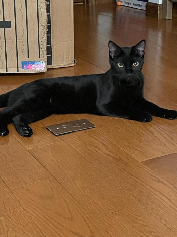 March / Tobie (October), an adoptable Domestic Short Hair in Brainardsville, NY, 12915 | Photo Image 3