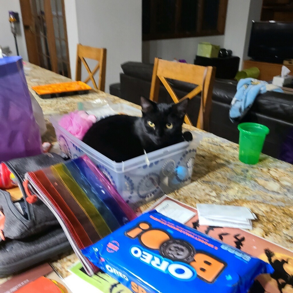 March / Tobie (October), an adoptable Domestic Short Hair in Brainardsville, NY, 12915 | Photo Image 4