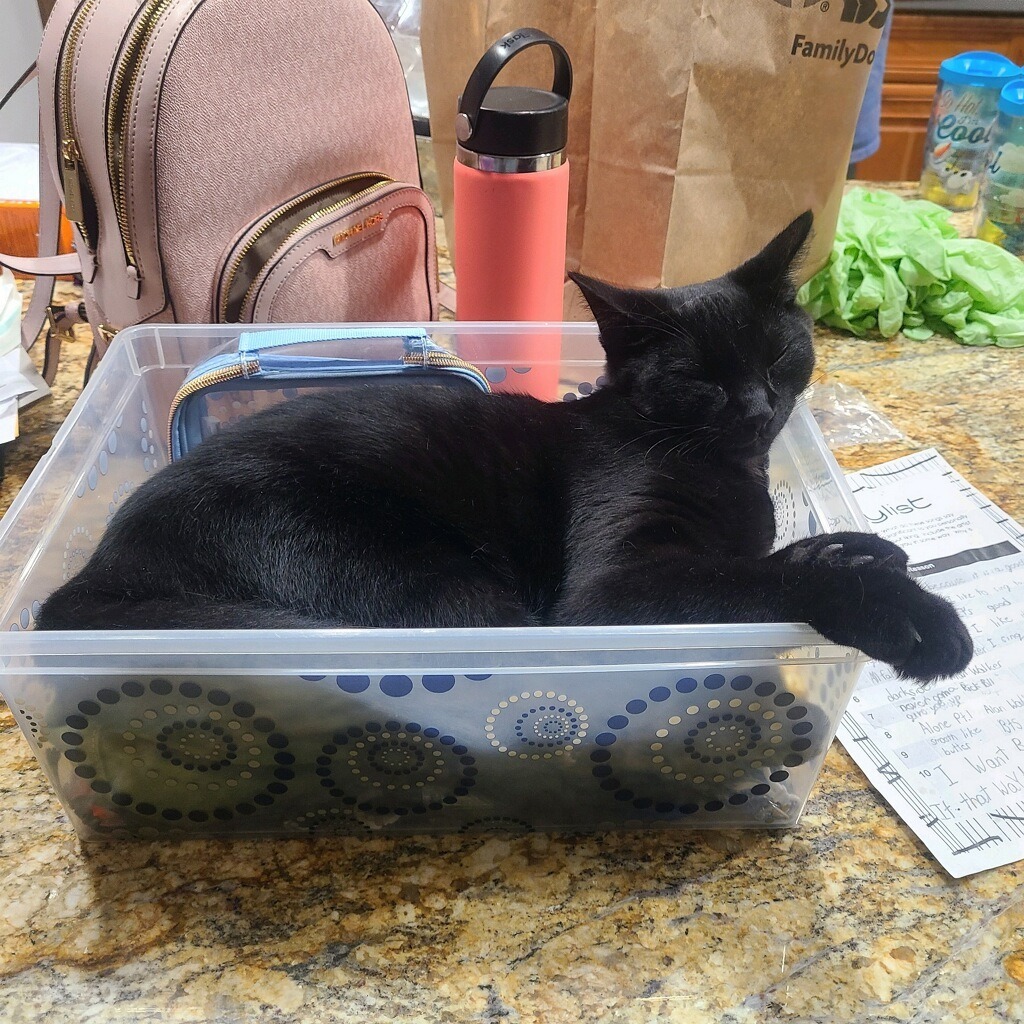 March / Tobie (October), an adoptable Domestic Short Hair in Brainardsville, NY, 12915 | Photo Image 5