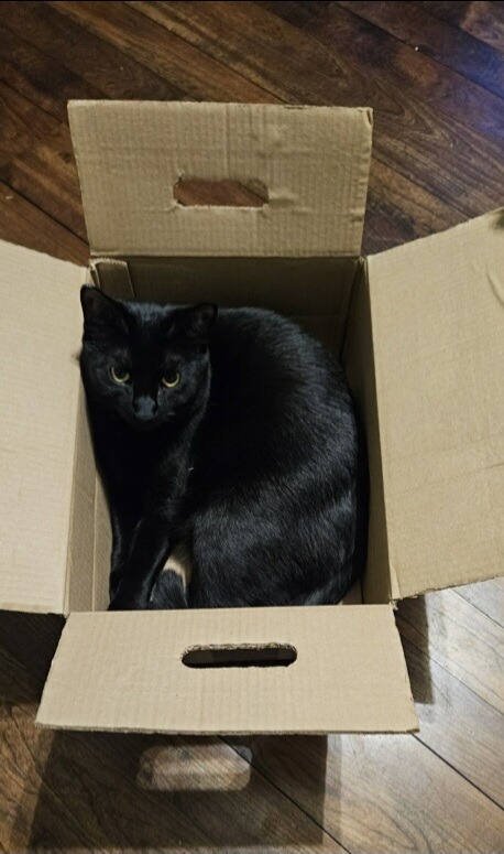 March / Tobie (October), an adoptable Domestic Short Hair in Brainardsville, NY, 12915 | Photo Image 6