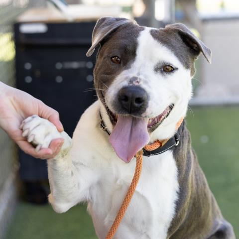 SPOTS, an adoptable Pit Bull Terrier in Camarillo, CA, 93010 | Photo Image 1