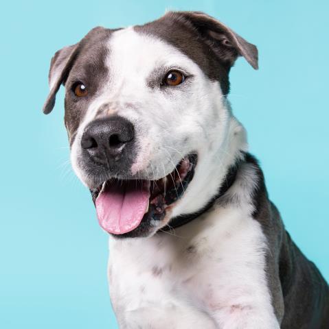 SPOTS, an adoptable Pit Bull Terrier in Camarillo, CA, 93010 | Photo Image 1