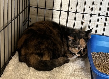 Cleopatra