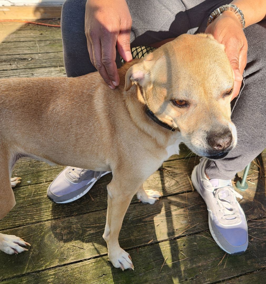 Phoebe -- Bonded with Maxus!, an adoptable Terrier, Puggle in Buford, GA, 30519 | Photo Image 3