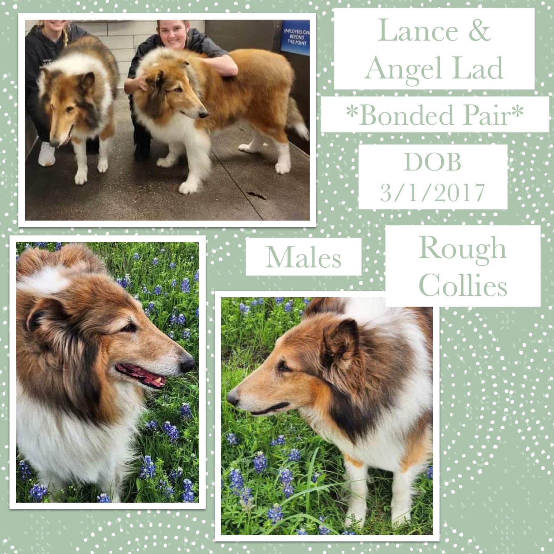 Rough collie done store deal