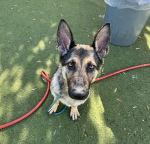 PANCAKE German Shepherd Dog Dog