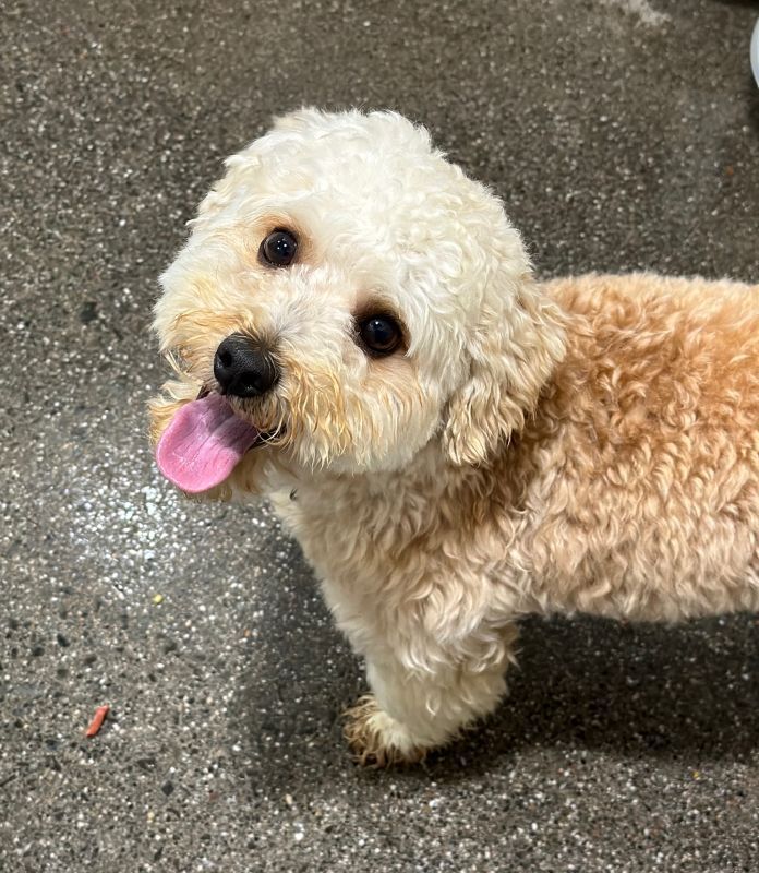 Poodle store mix petfinder