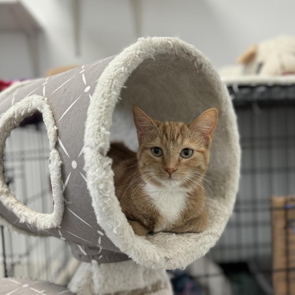 Peach, an adoptable Domestic Short Hair in Albert Lea, MN, 56007 | Photo Image 1