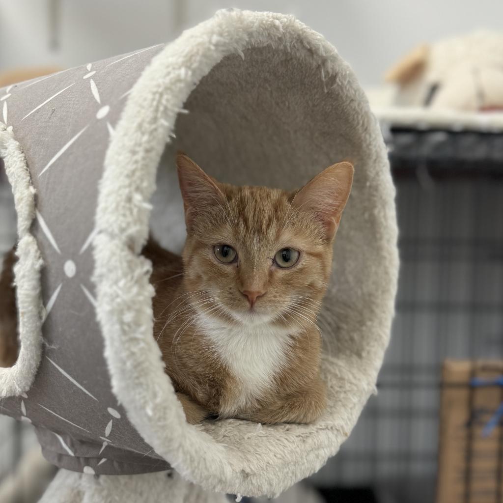 Peach, an adoptable Domestic Short Hair in Albert Lea, MN, 56007 | Photo Image 2
