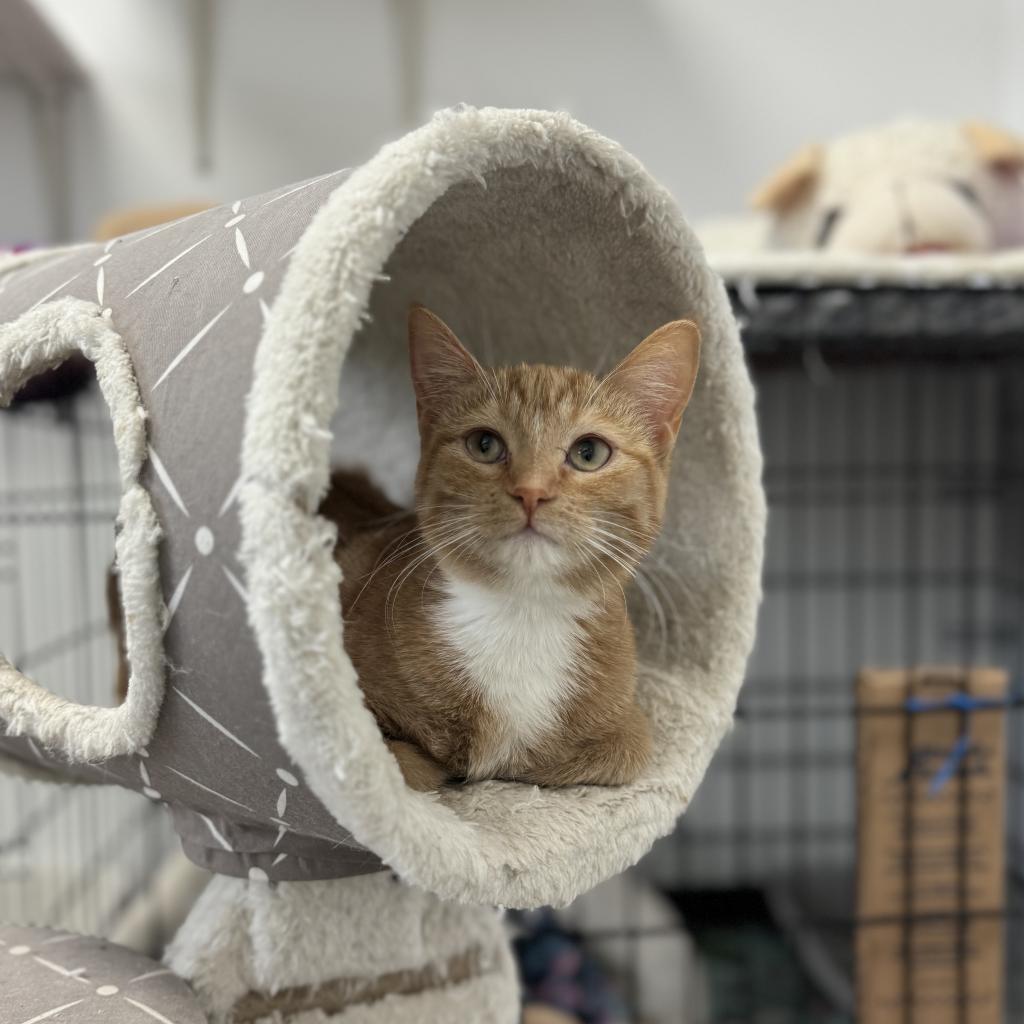 Peach, an adoptable Domestic Short Hair in Albert Lea, MN, 56007 | Photo Image 3