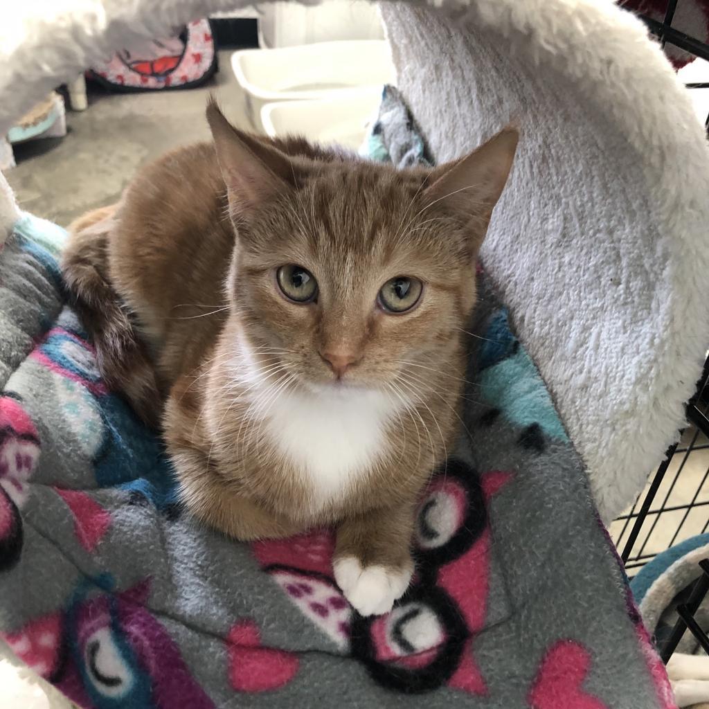 Peach, an adoptable Domestic Short Hair in Albert Lea, MN, 56007 | Photo Image 4