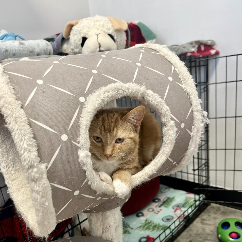 Peach, an adoptable Domestic Short Hair in Albert Lea, MN, 56007 | Photo Image 5