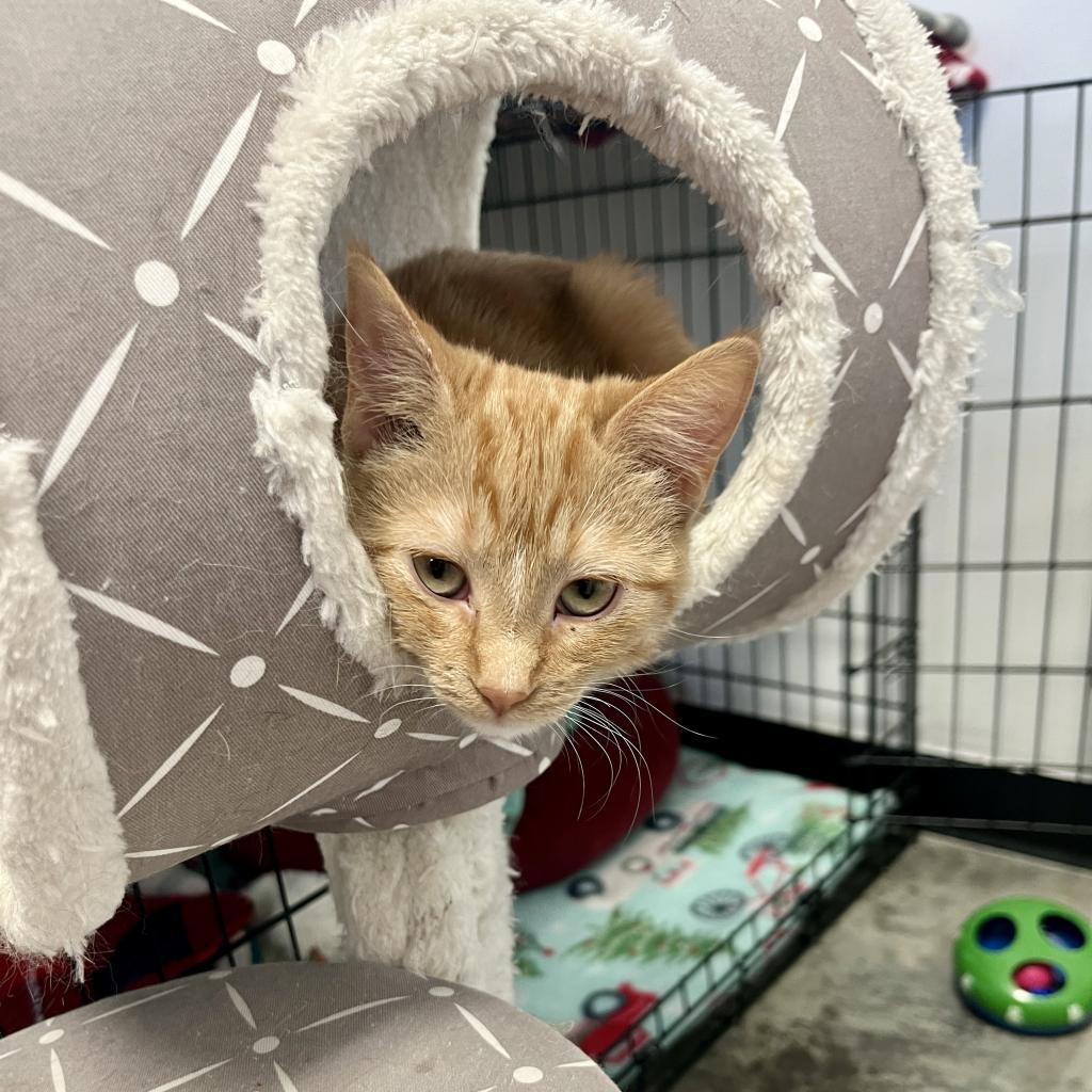 Peach, an adoptable Domestic Short Hair in Albert Lea, MN, 56007 | Photo Image 6