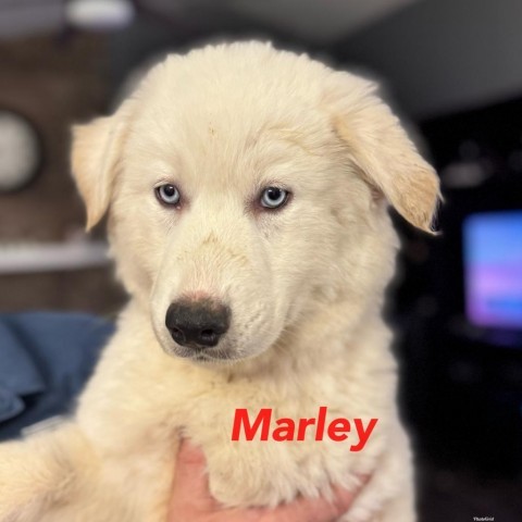 Marley (red)
