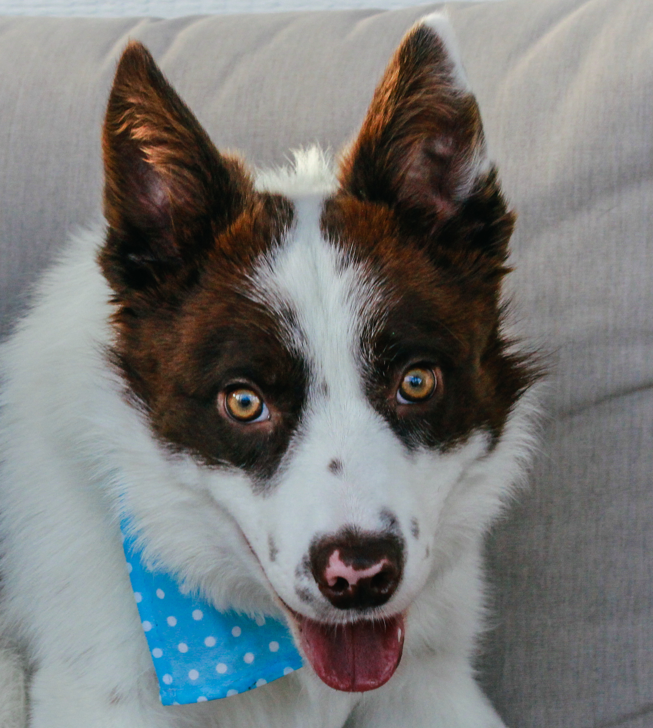 Flynn, an adoptable Border Collie in Twin Falls, ID, 83301 | Photo Image 1