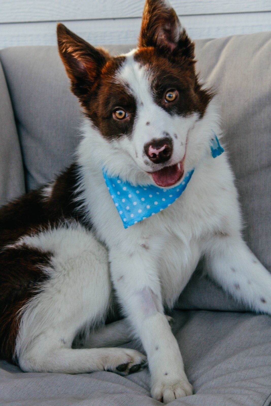 Flynn, an adoptable Border Collie in Twin Falls, ID, 83301 | Photo Image 3