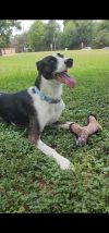 Cane photo 1