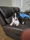 Cane photo 3