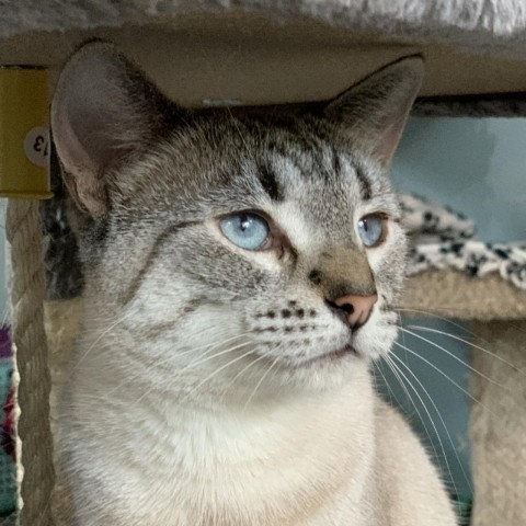 Meko, an adoptable Domestic Short Hair in Zimmerman, MN, 55398 | Photo Image 1