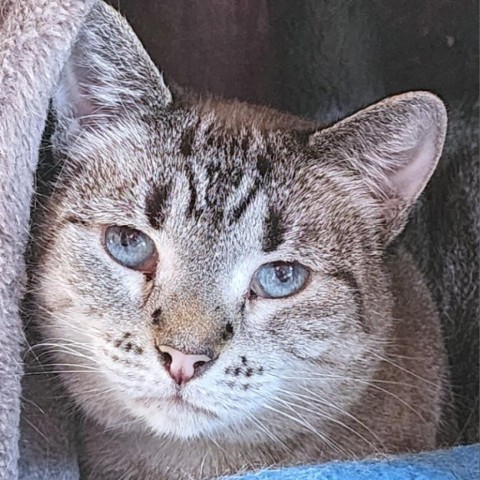 Meko, an adoptable Domestic Short Hair in Zimmerman, MN, 55398 | Photo Image 1