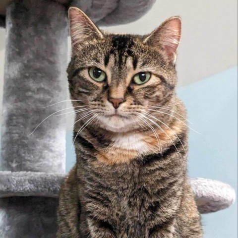 Jules, an adoptable Domestic Short Hair in Zimmerman, MN, 55398 | Photo Image 1