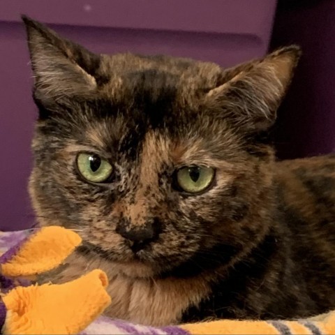 Autumn, an adoptable Domestic Short Hair in Zimmerman, MN, 55398 | Photo Image 1