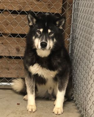 HUTCH Alaskan Malamute Dog