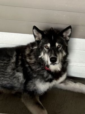 HUTCH Alaskan Malamute Dog