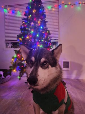 ELDING (Courtesy Listing) Alaskan Malamute Dog