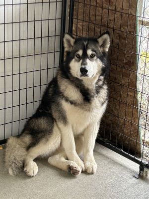 STARSKY (Adoption Pendng) Alaskan Malamute Dog