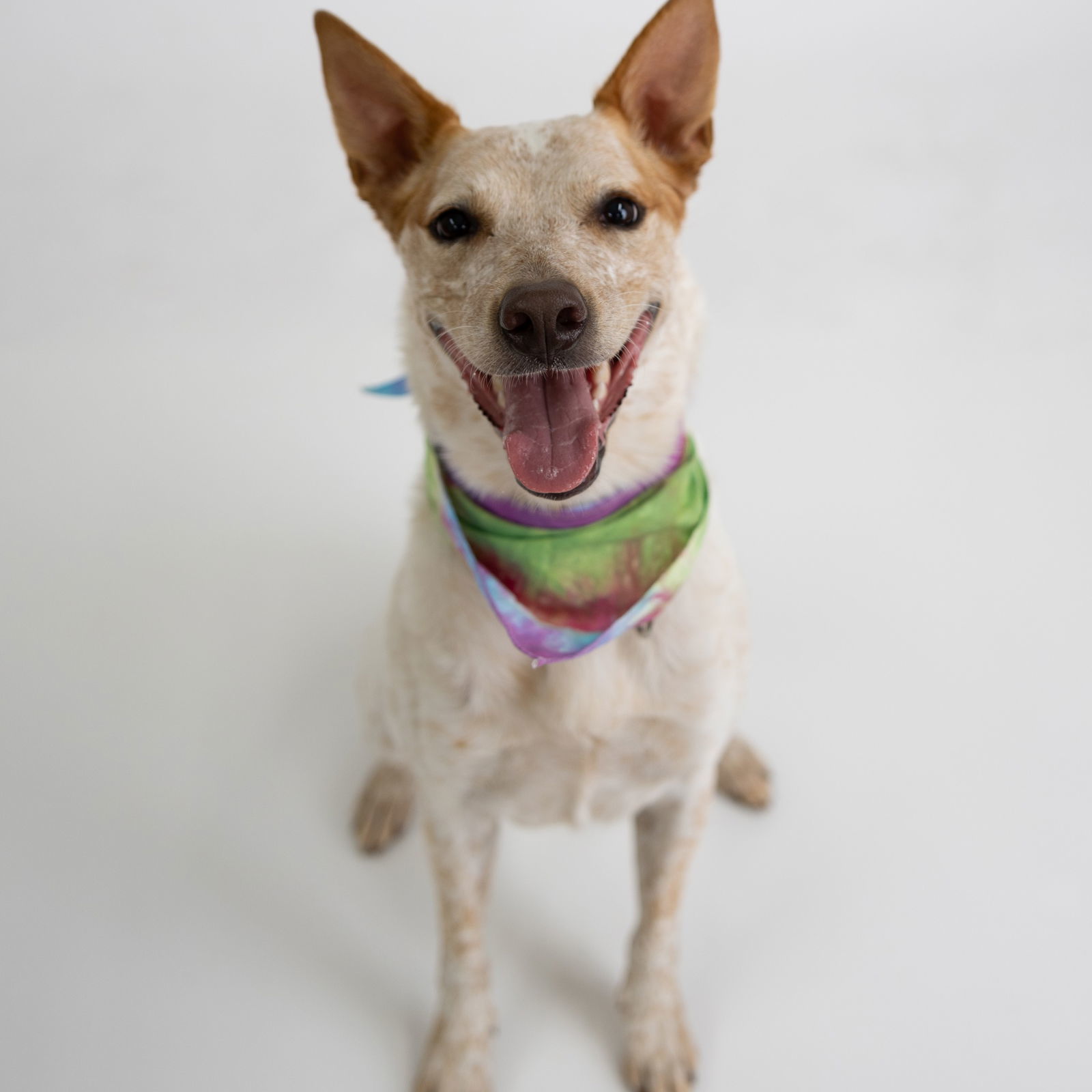 Vespa, an adoptable Australian Cattle Dog / Blue Heeler in Fargo, ND, 58103 | Photo Image 1