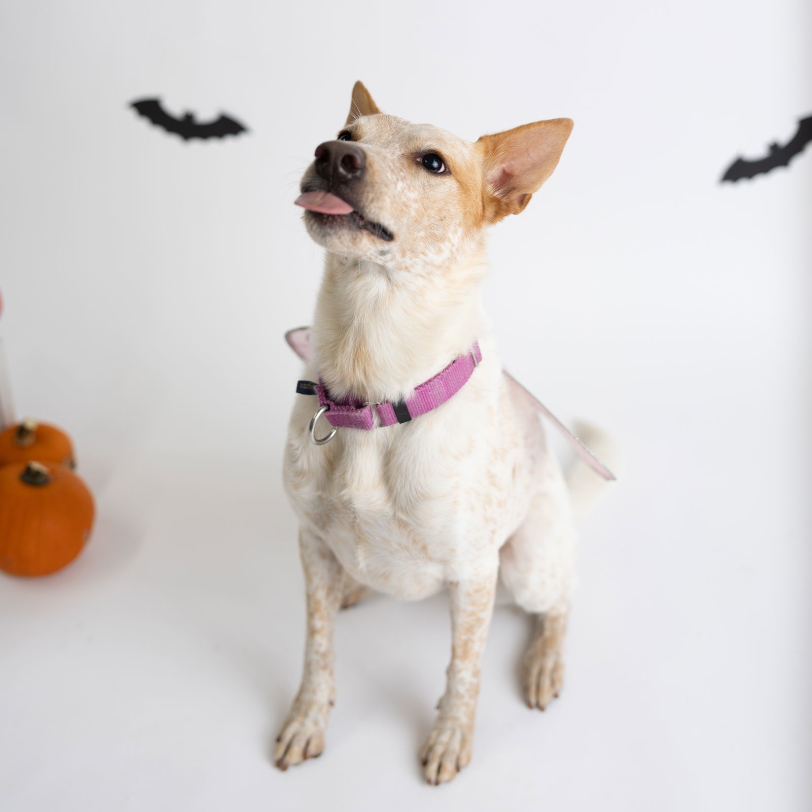 Vespa, an adoptable Australian Cattle Dog / Blue Heeler in Fargo, ND, 58103 | Photo Image 1