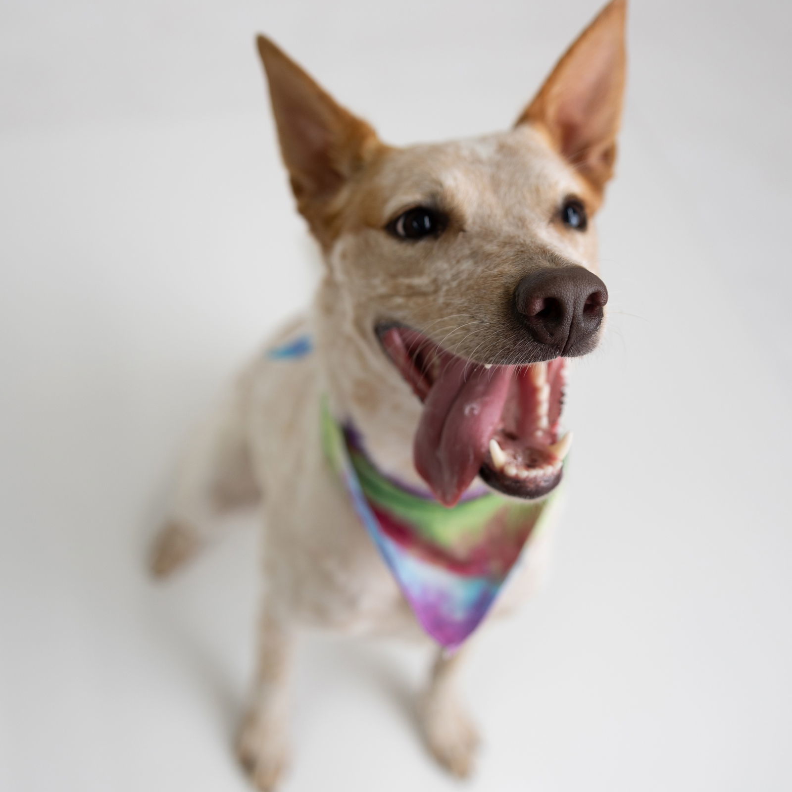 Vespa, an adoptable Australian Cattle Dog / Blue Heeler in Fargo, ND, 58103 | Photo Image 2