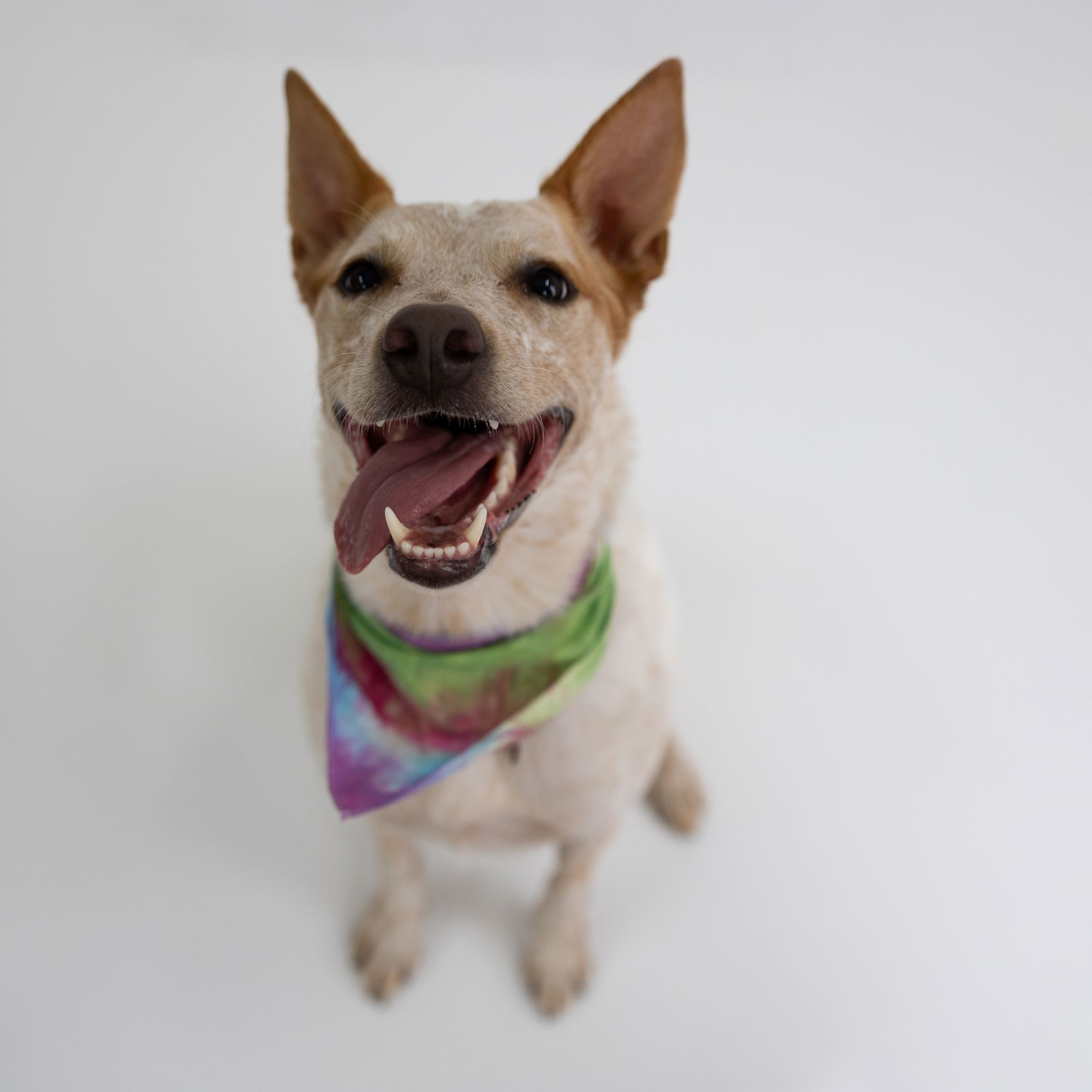 Vespa, an adoptable Australian Cattle Dog / Blue Heeler in Fargo, ND, 58103 | Photo Image 3