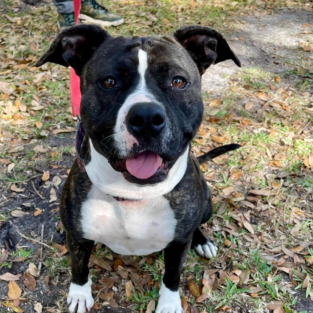 Tasha, an adoptable Pit Bull Terrier in Sarasota, FL, 34241 | Photo Image 1