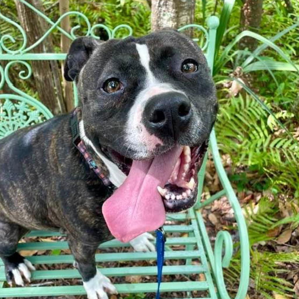 Tasha, an adoptable Pit Bull Terrier in Sarasota, FL, 34241 | Photo Image 2